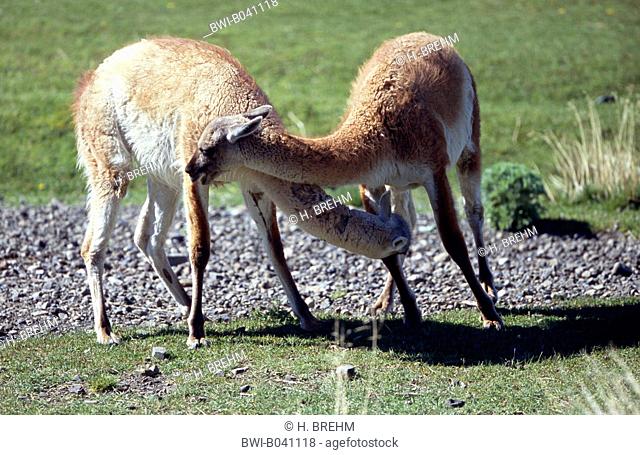 guanaco (Lama guanicoe), fighting, Chile, Torres del Paine National Park