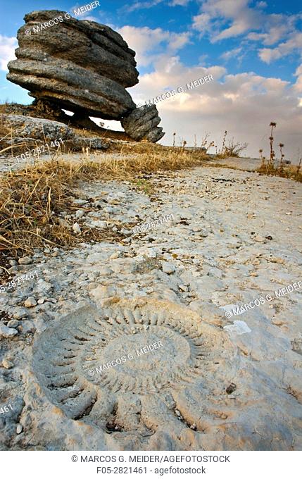 Ammonite fossil imprint on rock. Torcal de Antequera Natural Park, Malaga province, Andalucia, Spain