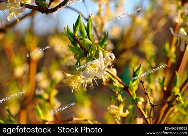 Winter-Heckenkirsche, Lonicera fragrantissima - winter honeysuckle Lonicera fragrantissima is blooming in winter