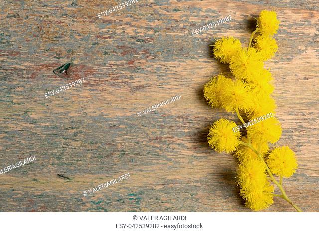 Mimosa's the flower dedicated to women, but yellow (the color) is associated with jealousy, and dark yellow symbolizes betrayal and deception