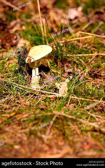A mushroom grows among mosses and grasses in the forest