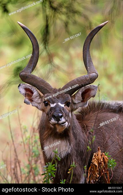Mountain Nyala, mountain nyalas (Tragelaphus buxtoni), Antelopes, Ungulates, Even-toed ungulates, Mammals, Animals, Mountain Nyala adult male, close-up of head