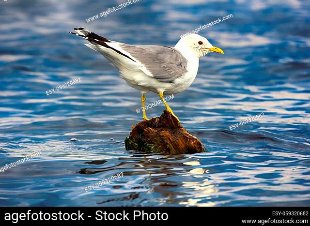 Common gull (Larus canus, adult) bathed, wash head on rotten mossy stump