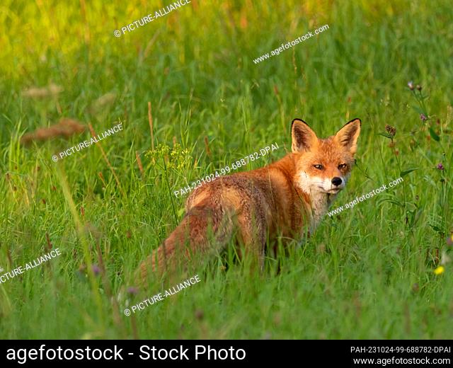 10 September 2023, Berlin: 10.09.2023, Berlin. A fox (Vulpes vulpes) stands on a meadow in a park. Many foxes live in the German capital