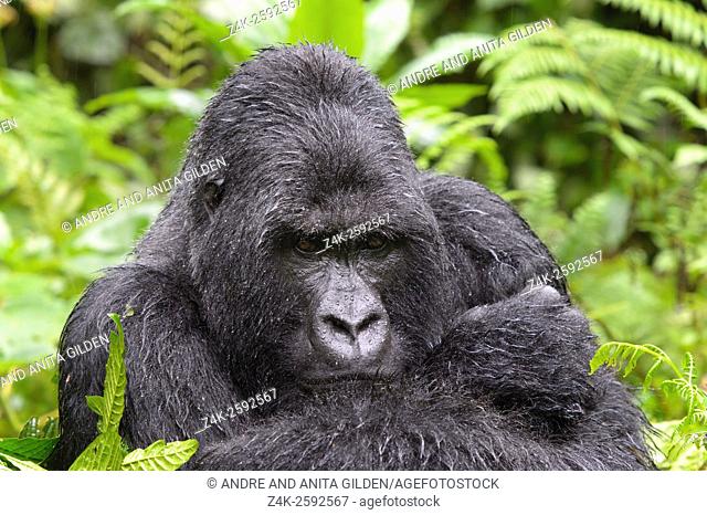 Mountain Gorilla (Gorilla gorilla beringei) large silverback male from the Sabyinyo group, portrait in thick vegetation and rain, looking into camera