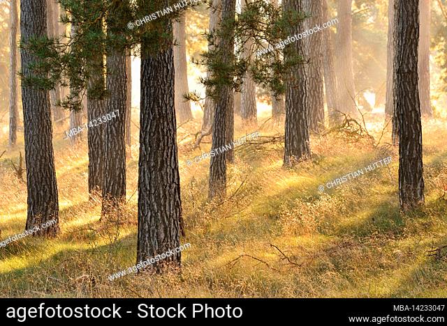 Scots pines (Pinus sylvestris) with morning fog at sunrise, North Rhine-Westphalia, Germany