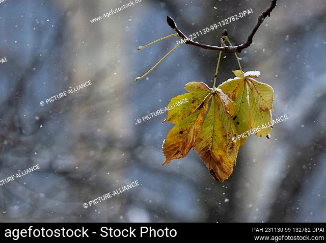 30 November 2023, Bavaria, Munich: Colorful chestnut leaves hang from a tree in a light snowfall. Photo: Sven Hoppe/dpa. - Munich/Bavaria/Germany