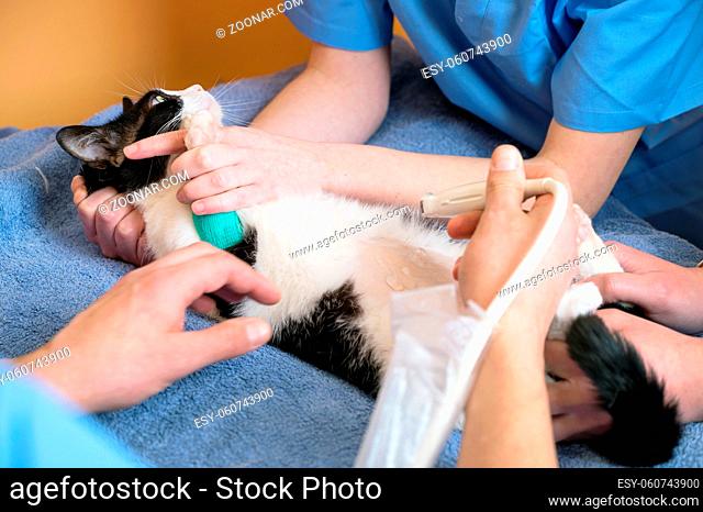 Veterinary teamwork makes an ultrasound examination of a cat. Cat on ultrasound diagnosis in a veterinary clinic. Medical ultrasound