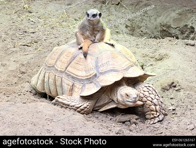 Adult meerkat on a large turtle, selective focus