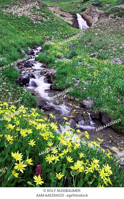 Waterfall and wildflowers in alpine meadow, Heartleaf Arnica (Arnica cordifolia) Ouray, San Juan Mountains, Rocky Mountains, Colorado, USA, July 2007