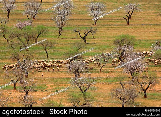 Sheep and almond field in the Beceite mountains. Teruel