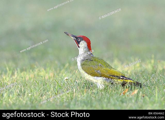 European green woodpecker (Picus viridis), Grass or Ground Woodpecker, adult male, foraging in the grass, Ziggsee, Lake Neusiedl National Park, Seewinkel