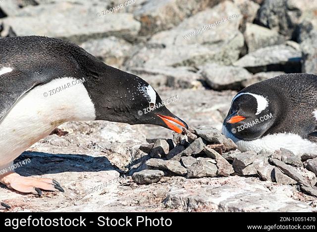 male Gentoo penguin who brought the stone to the nest where the female is sitting