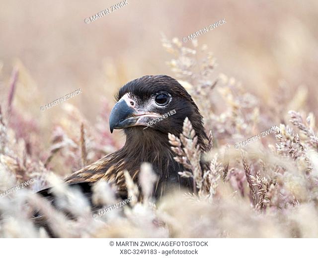 Juvenile with typical pale skin in face. Striated Caracara or Johnny Rook (Phalcoboenus australis), protected, endemic to the Falklands and highly intelligent...