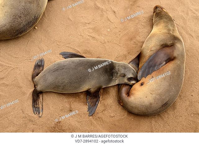 Brown fur seal (Arctocepalus pusillus pusillus). Female suckling her breeding. Sea lion colony in Cape Cross, Namibia