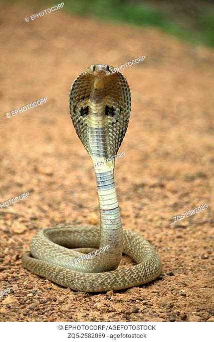 Spectacled cobra, Naja naja, NCBS, Bangalore, India