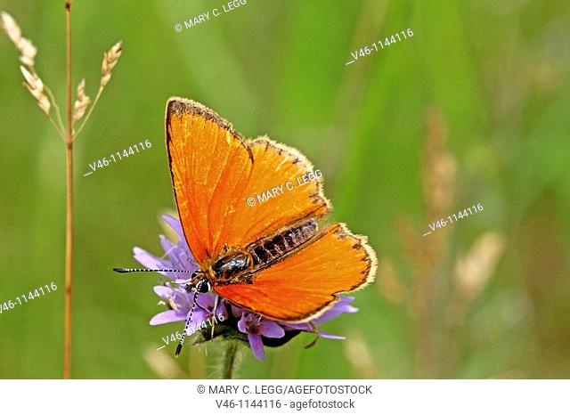 Scarce Copper, Lycaena virgaureae on lavender scabious  From above  Back wings or upper wings fiery red in sunlight  Proboscis is deep inside the scabious...