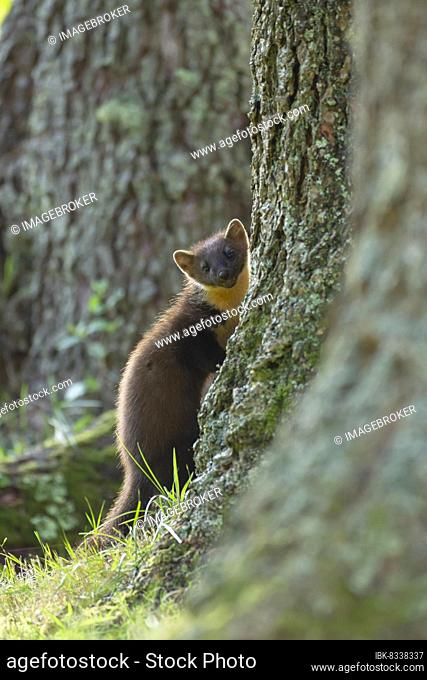 European pine marten (Martes martes) adult on a tree trunk, Ardnamurchan, Scotland, United Kingdom, Europe