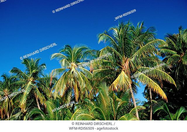 Palm Trees on Maledivian Island, Indian Ocean, Medhufushi, Meemu Atoll, Maldives