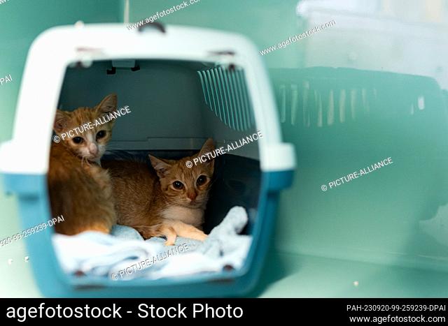 PRODUCTION - 13 September 2023, Lower Saxony, Burgdorf: The two male cats ""Stöpsel"" (l) and ""Flitzi"" sit in a transport box in the cat quarantine station at...