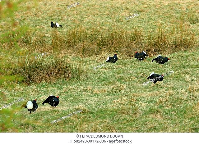 Black Grouse Tetrao tetrix adult males, displaying at lek, Cairngorms N P , Highlands, Scotland, spring
