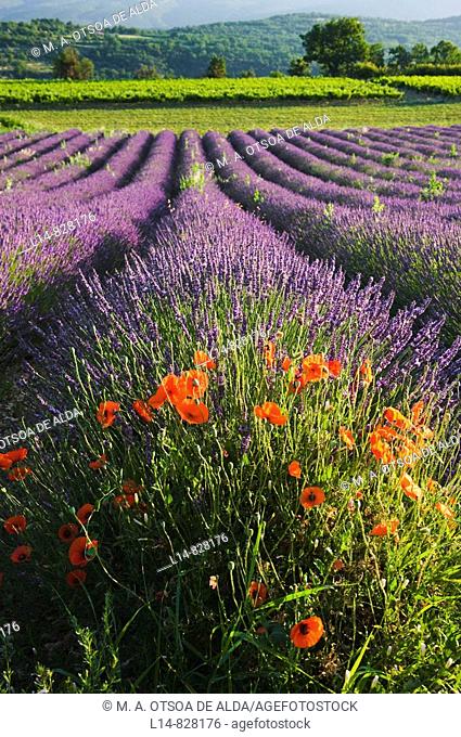 Poppies in Lavender field, Provence, France