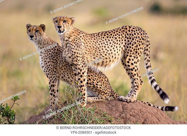 Cheetahs (Acinonyx jubatus) on termite mound, Masai Mara, Kenya