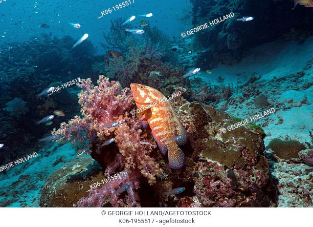 Coral hind (Cephalopholus miniata) lying in ambush against soft coral. Andaman Sea, Thailand