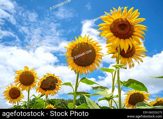 A beautiful field of sunflowers blossoms on a sunny summers day