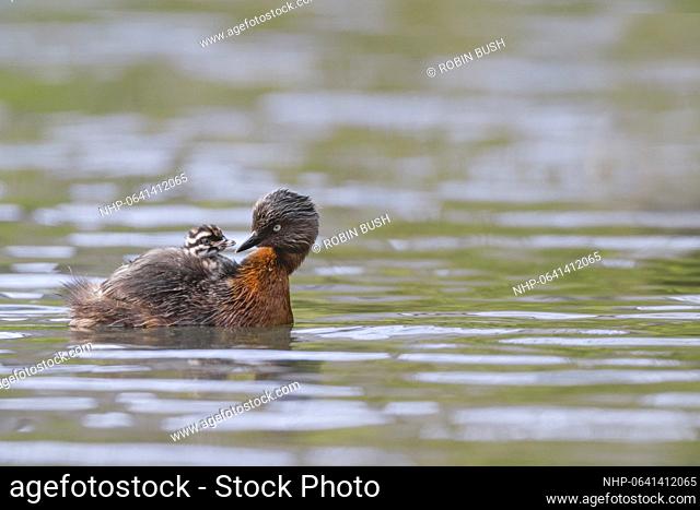 New Zealand Dabchick (Poliocephalus rufopectus) carrying young chick on her back, New Zealand., Credit:Robin Bush / Avalon