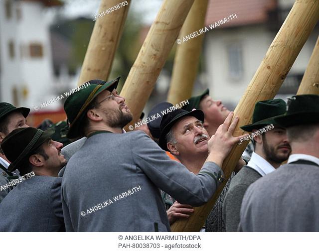 Men wearing traditional Bavarian attire work together to erect a Maibaum (May pole) in Bad Kohlgrub, Germany, 01 May 2016