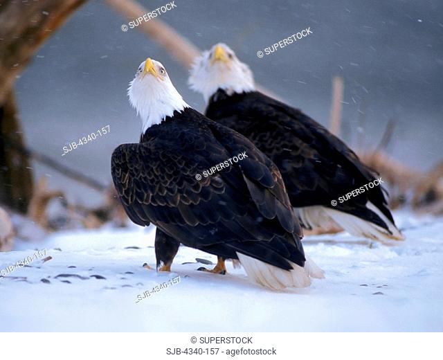 Bald Eagles on a Snowy Beach