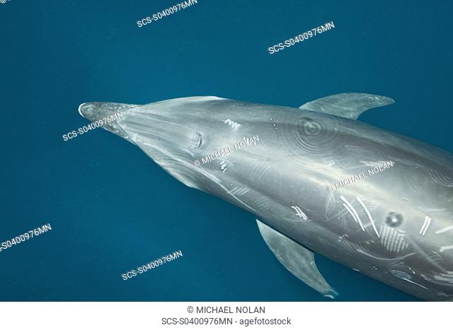 Offshore type bottlenose dolphins Tursiops truncatus surfacing in the midriff region of the Gulf of California Sea of Cortez, Baja California Norte, Mexico