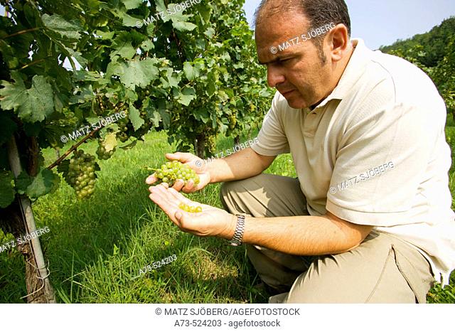 'Contadi Castaldi' wine producer. Mario Falcetti, winemaker, in the experimental  vineyards (Chardonnay grapes). Adro (Brescia), Lombardy, Italy