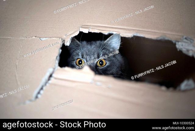 shy cat hiding in box looking at camera through a hole