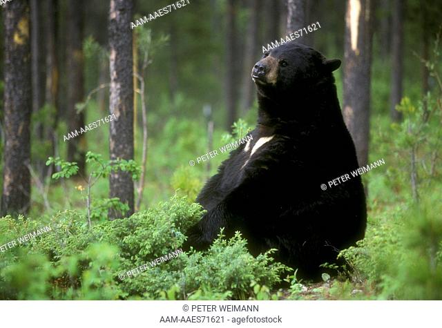 Black Bear Sitting  (Ursus americanus) N, S, E, W America