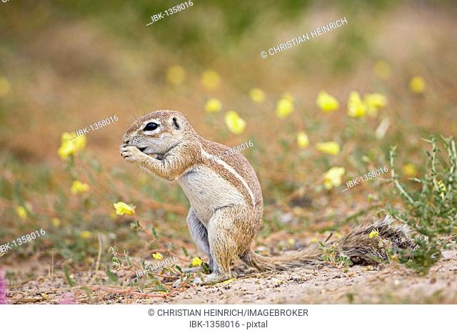 African Ground Squirrel (Xerus rutilus), Mabuasehube Game Reserve, Kalahari Desert, Botswana, Africa