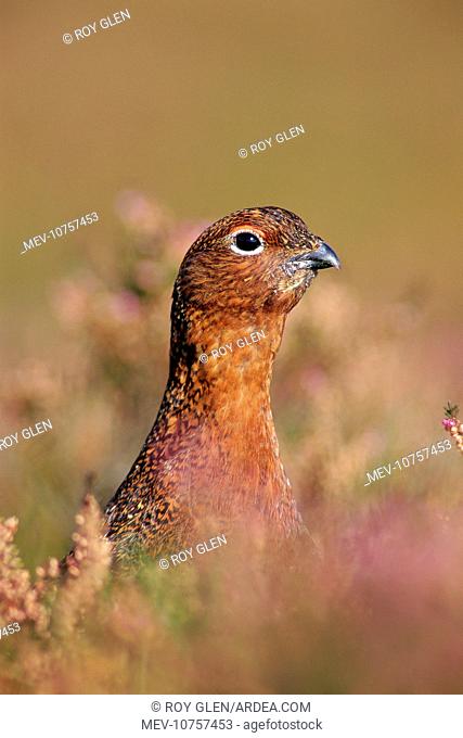 Male Red Grouse - Close-up of head peering from among heather in flower. (Lagopus lagopus)