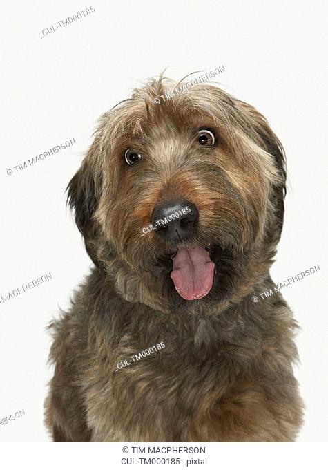 Portrait of Briard dog