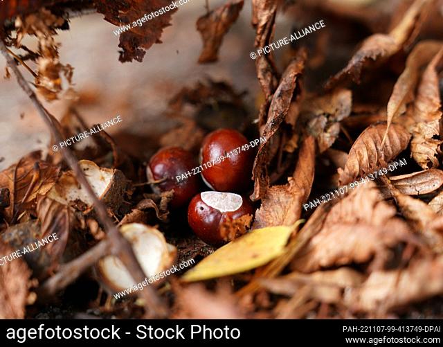 PRODUCTION - 19 September 2022, Hamburg: Chestnuts lie between leaves on a courtyard driveway. In Hamburg, many chestnuts have been felled in recent years due...