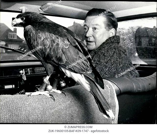 1968 - Stevie the falcon takes the easy way home. Stevie, a three-year-old falcon, has been trained to 'home' to the family car when his owners