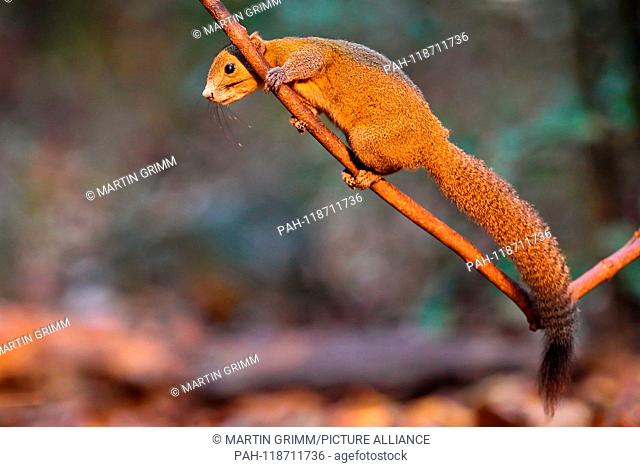 Grey-bellied Squirrel (Callosciurus caniceps) climbing on tree in rainforest, Kaeng Krachan National Park, Thailand | usage worldwide. - /Thailand