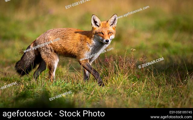 Active red fox, vulpes vulpes, hunting on green meadow in autumn nature with copy space. Energetic mammal walking on a sunny day from side view