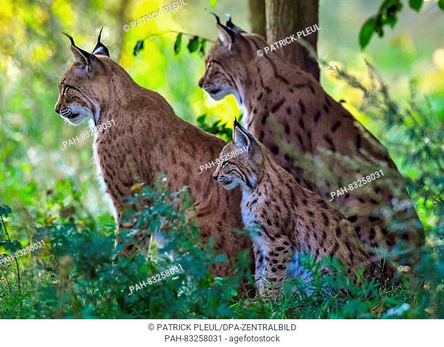 A female lynx (Lynx lynx) and its offspring can be seen in an enclosure at Wildpark Schorfheide in Gross Schoenebeck, Germany, 1 September 2016