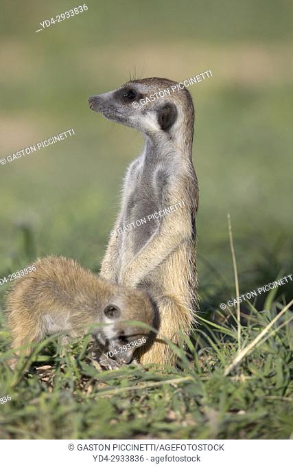 Suricate (Suricata suricatta) - Mother and young, Kgalagadi Transfrontier Park, Kalahari desert, South Africa/Botswana