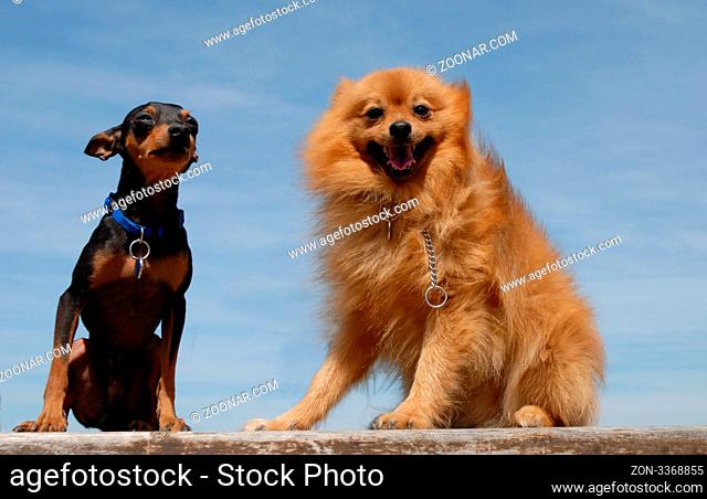 portrait of two little dogs: pomeranian and miniature pinscher