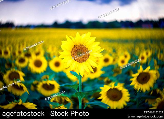 Sunflower close up. Center focus, swirling bokeh