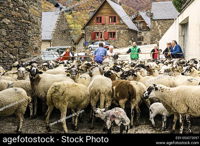 recogida de un rebaño de ovejas aranesas, Bausen, valle de Aran, catalunya, cordillera de los Pirineos, Spain, europe