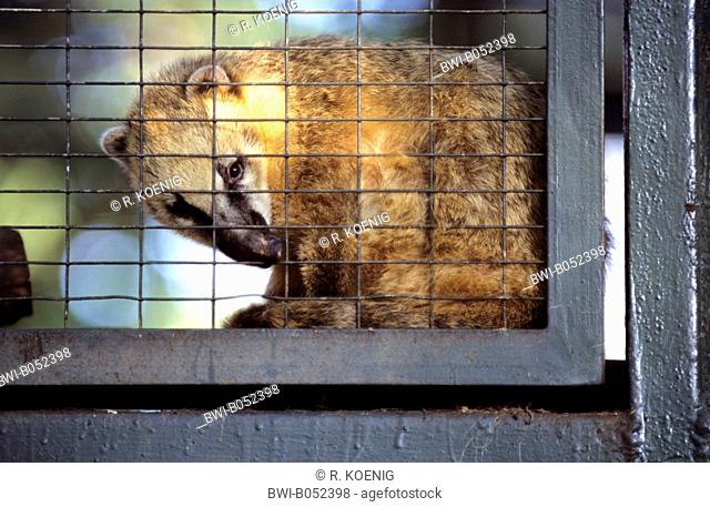 coatimundi, common coati, brown-nosed coati (Nasua nasua), in a cage