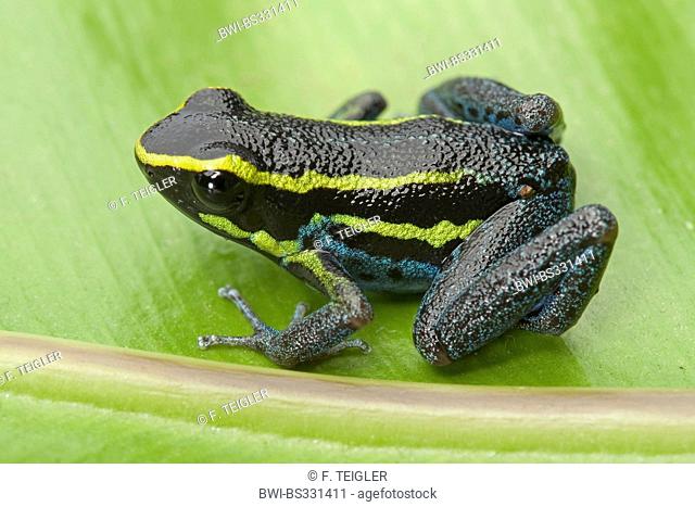 Sky-blue Poison Frog (Hyloxalus azureiventris), on a leaf